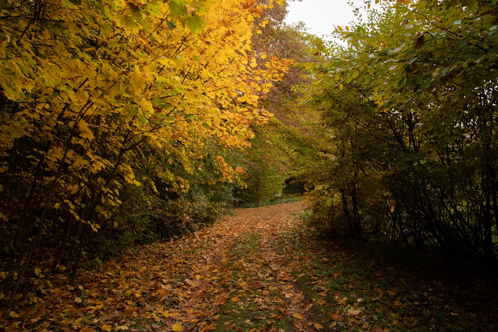 A leaf-covered hiking trail through autumn forest on the escarpment near Dundas Peak