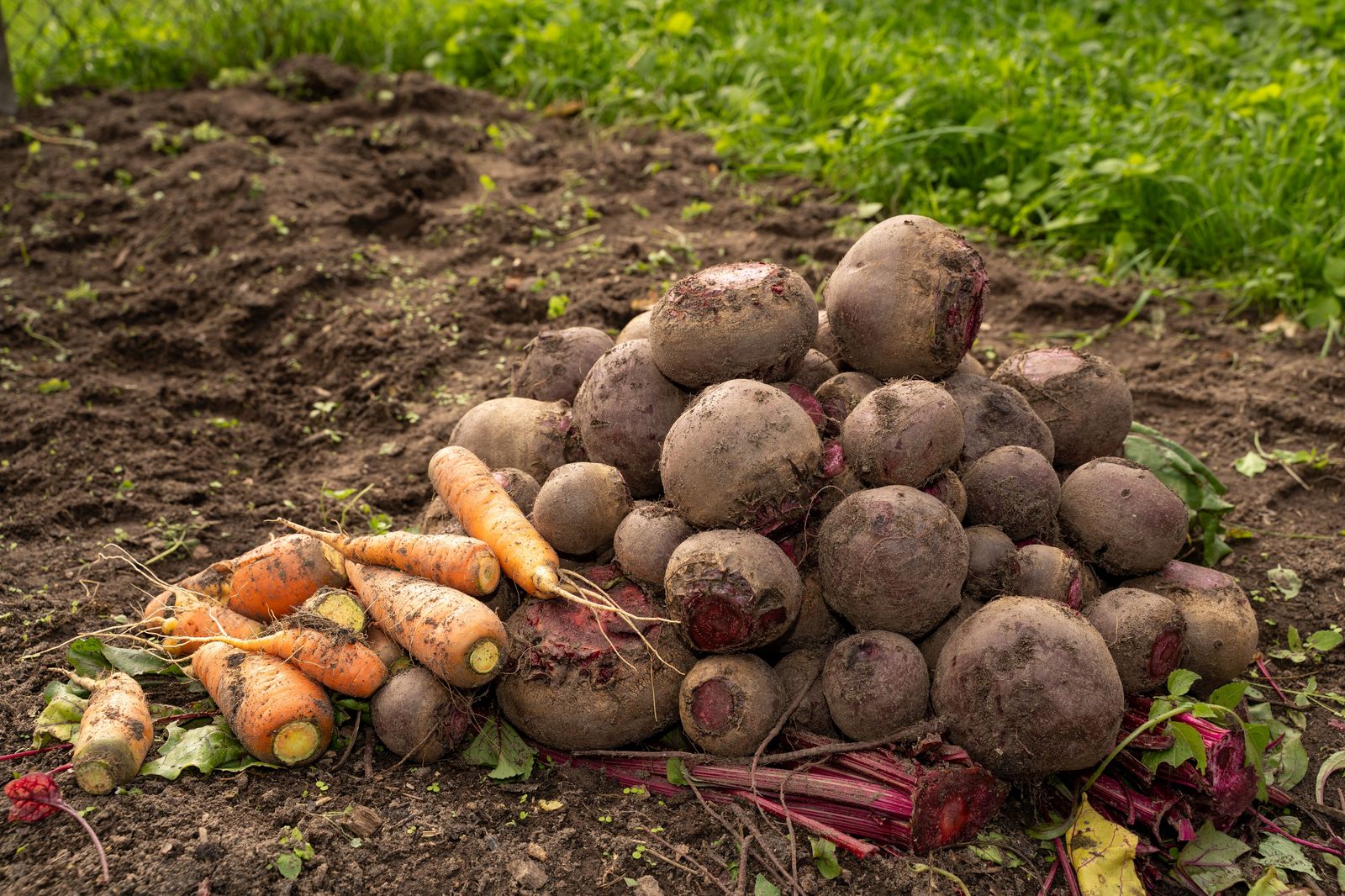 Heirloom vegetables and herbs in a Victorian kitchen garden, similar to the one tended at Dundurn in season