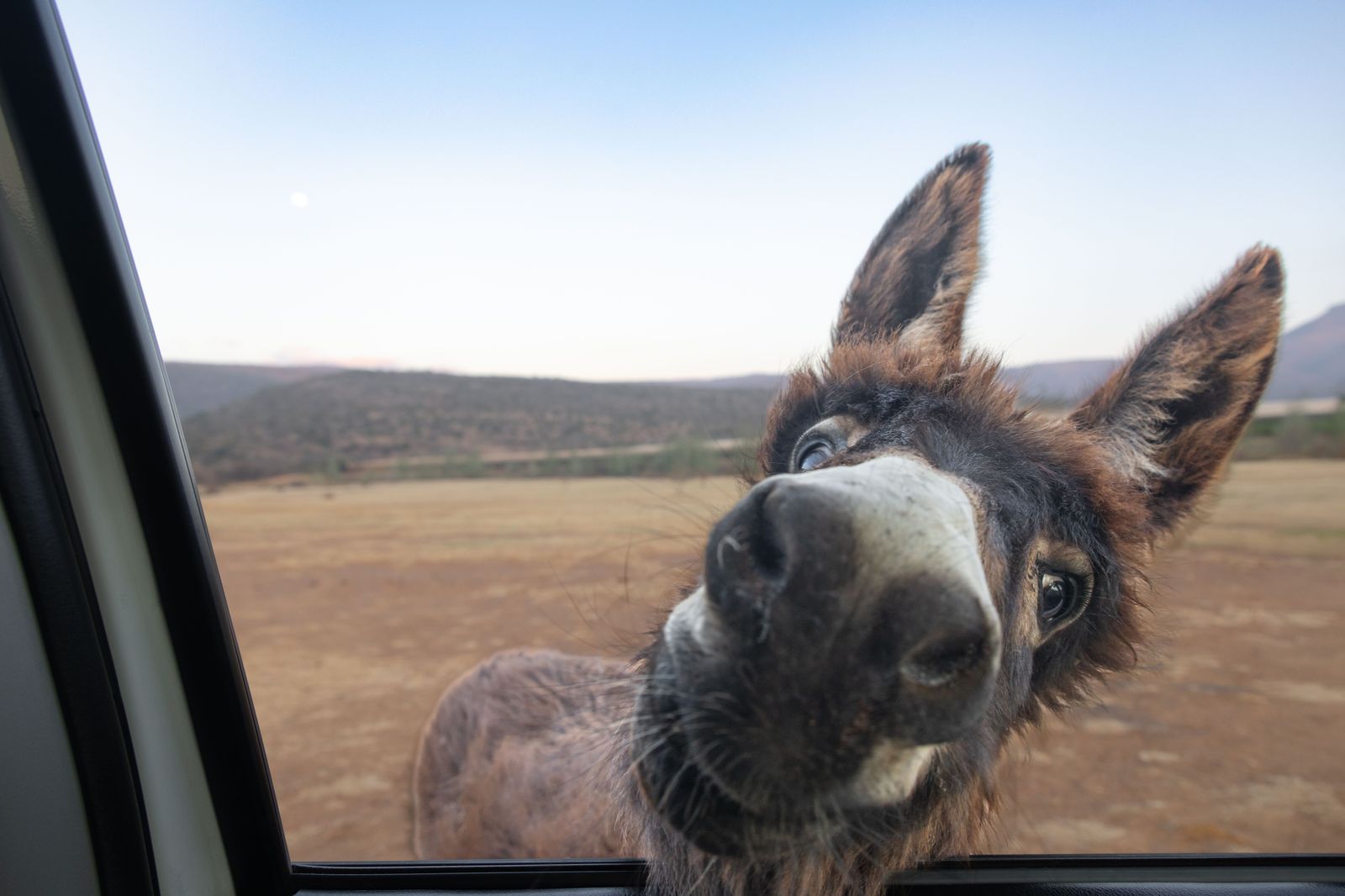 Children looking out of a car window at animals in a drive-through safari reserve