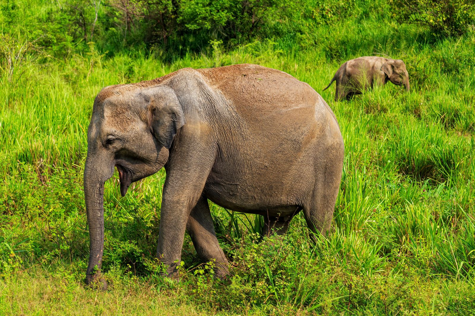 An elephant walking through grassland, one of the animals families come to see at African Lion Safari