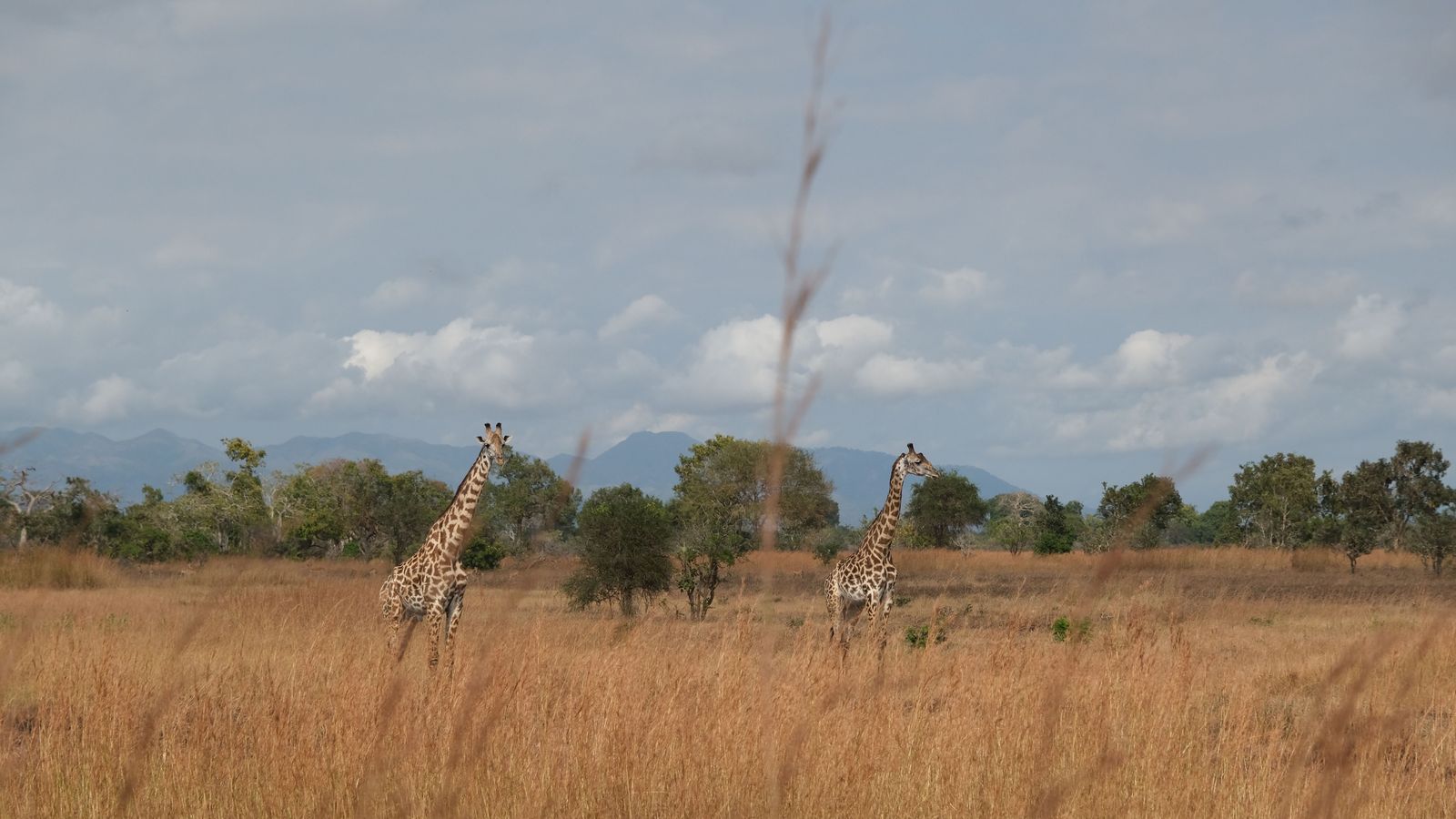 African Lion Safari