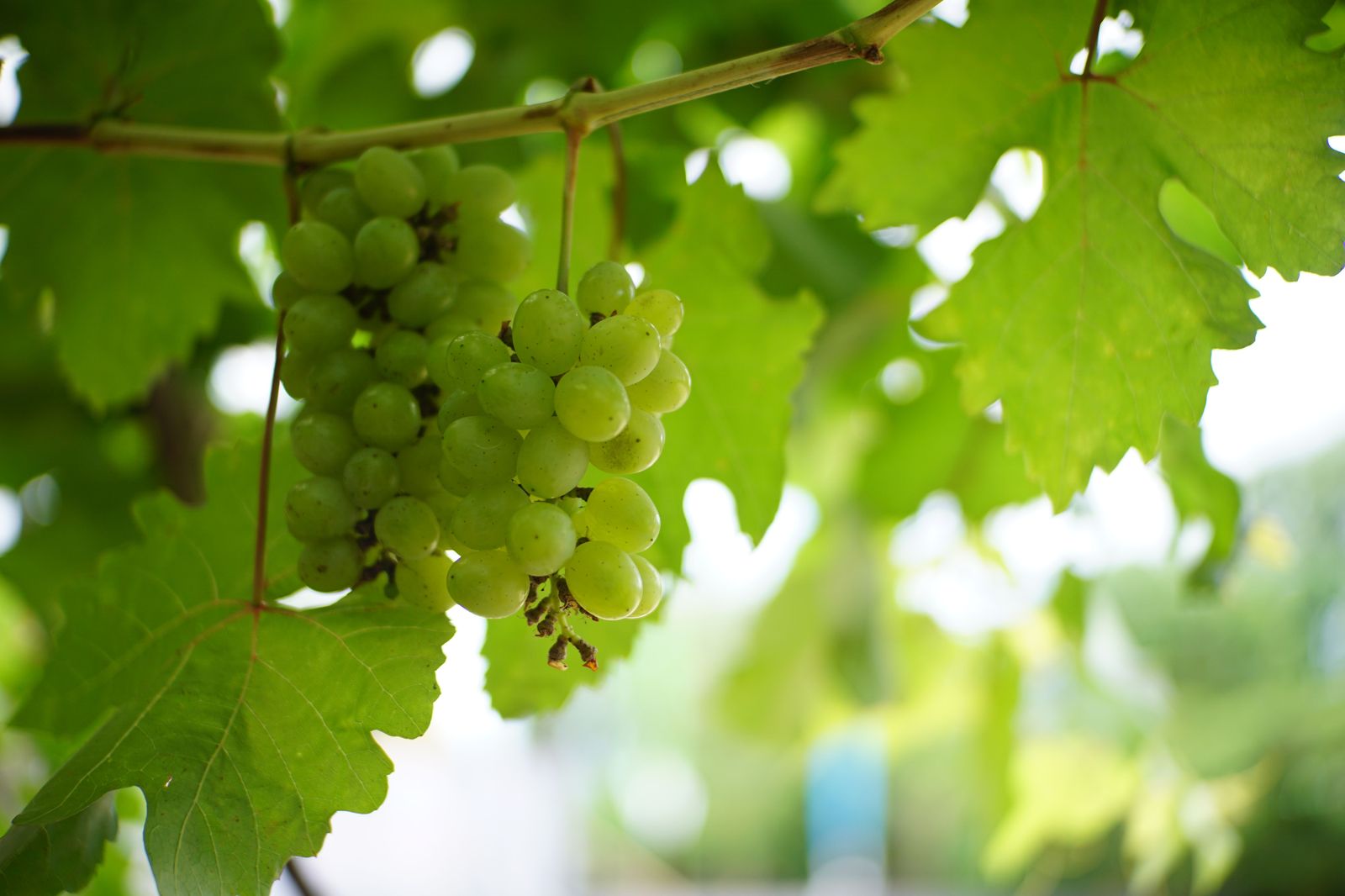 Ripe grapes hanging on the vine at harvest time in Niagara