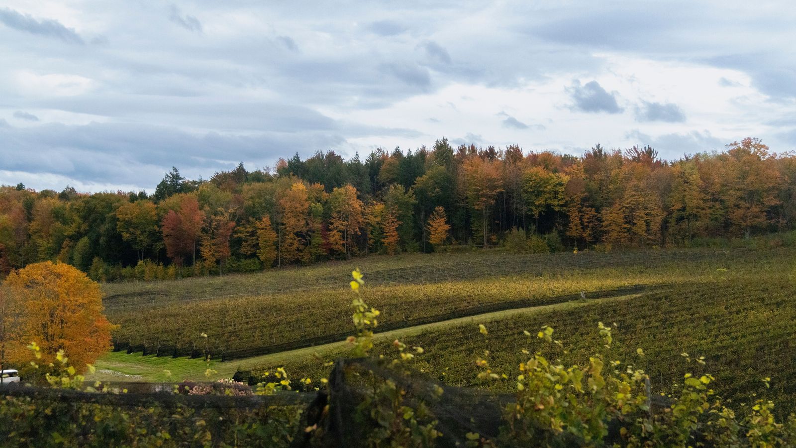 Niagara wine country