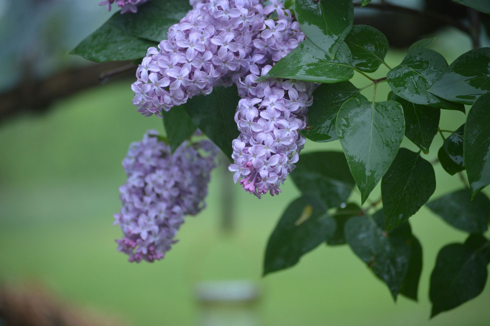 Lilac blossoms along a garden path in late spring, the season when the RBG Arboretum draws its biggest crowds