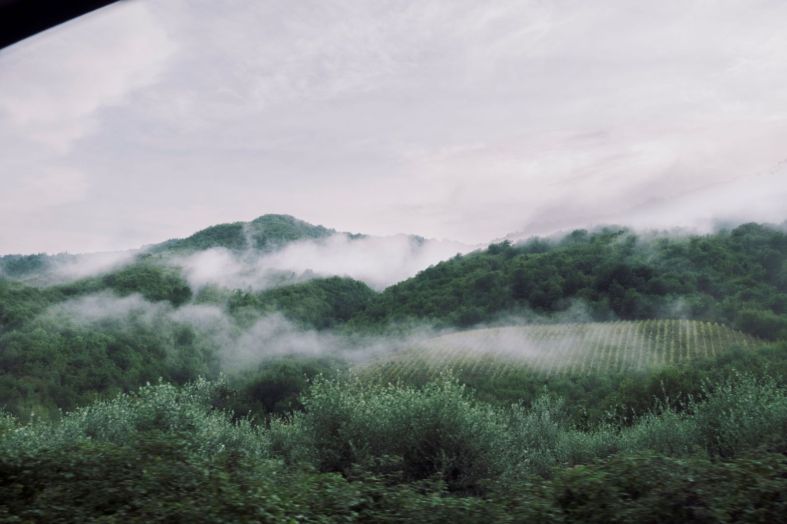 Vineyards below the escarpment in morning mist; Grimsby's Pearson runs start early and head east along the lake.