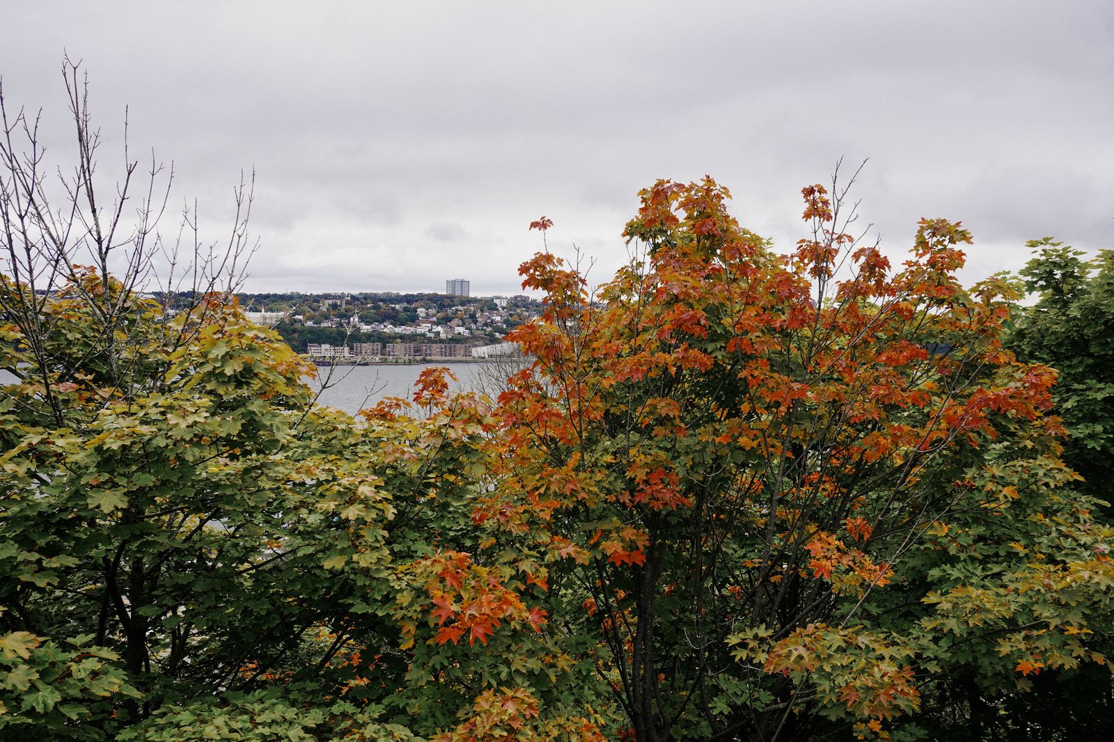View over Hamilton from the escarpment in autumn