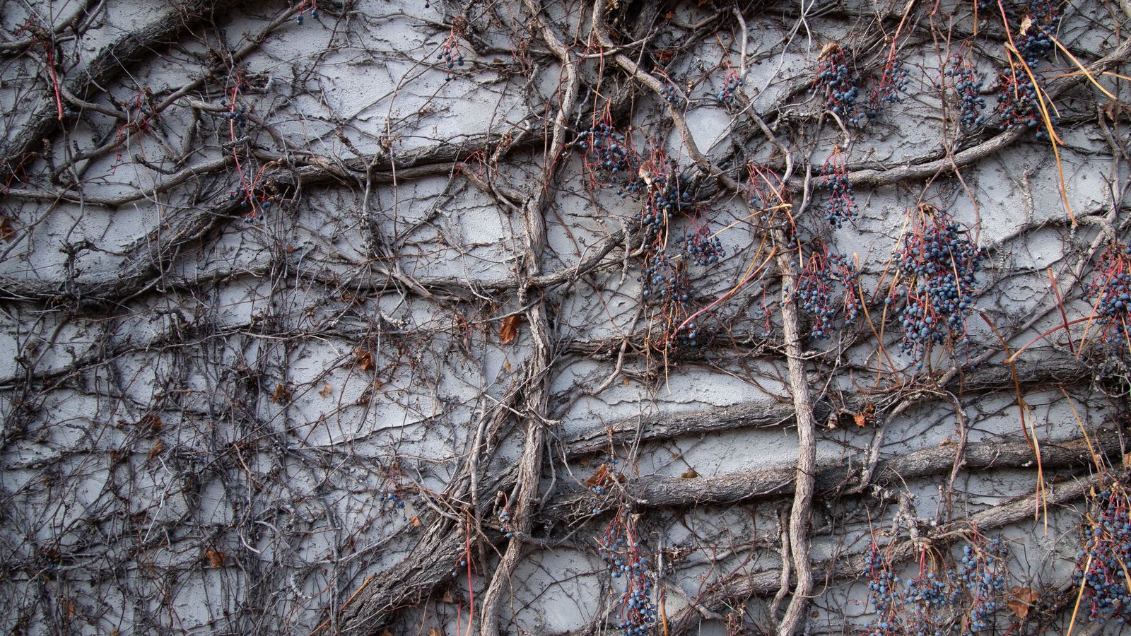 Niagara Icewine Festival