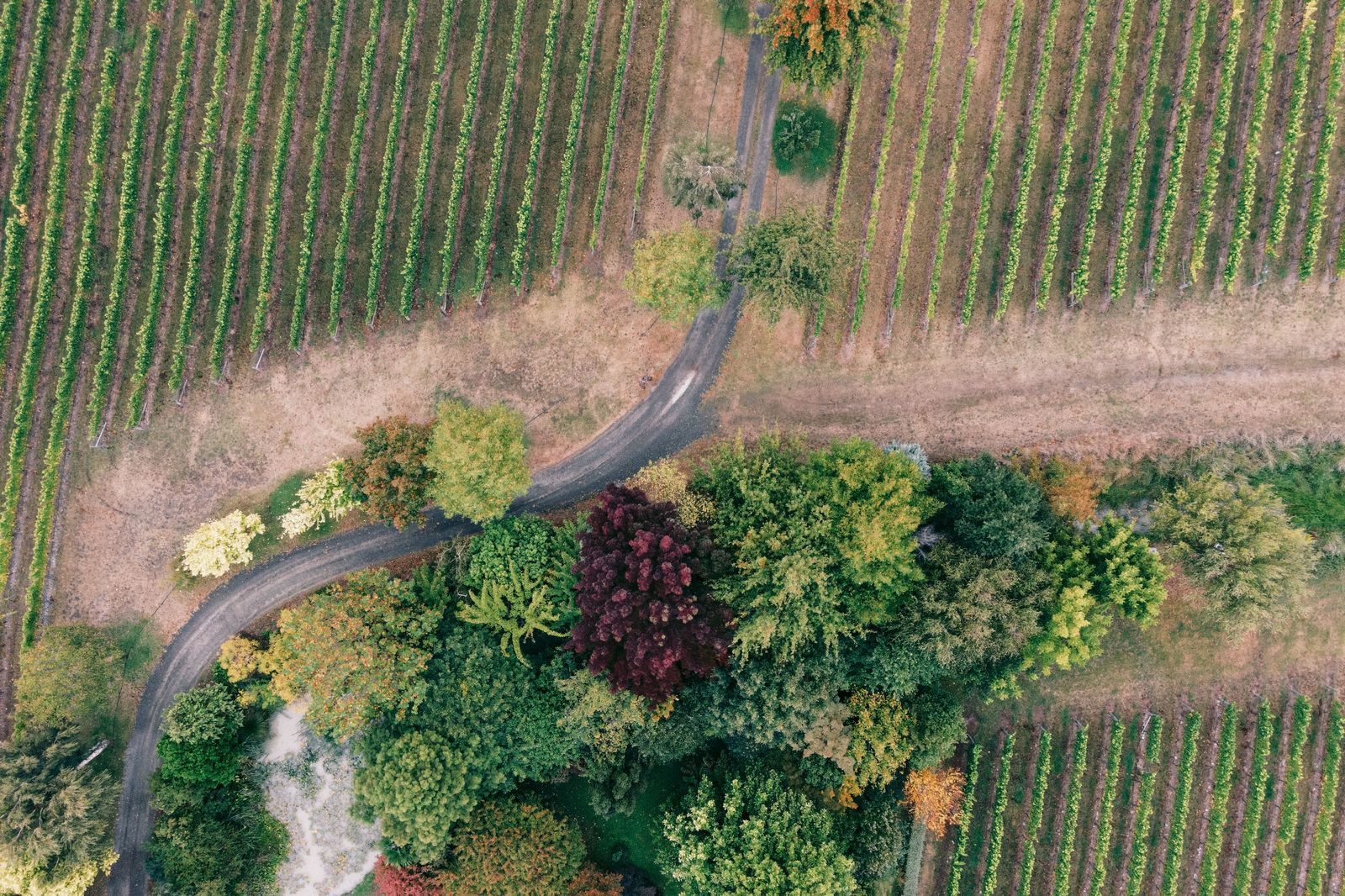 Black SUV on a country road between vineyards in Niagara