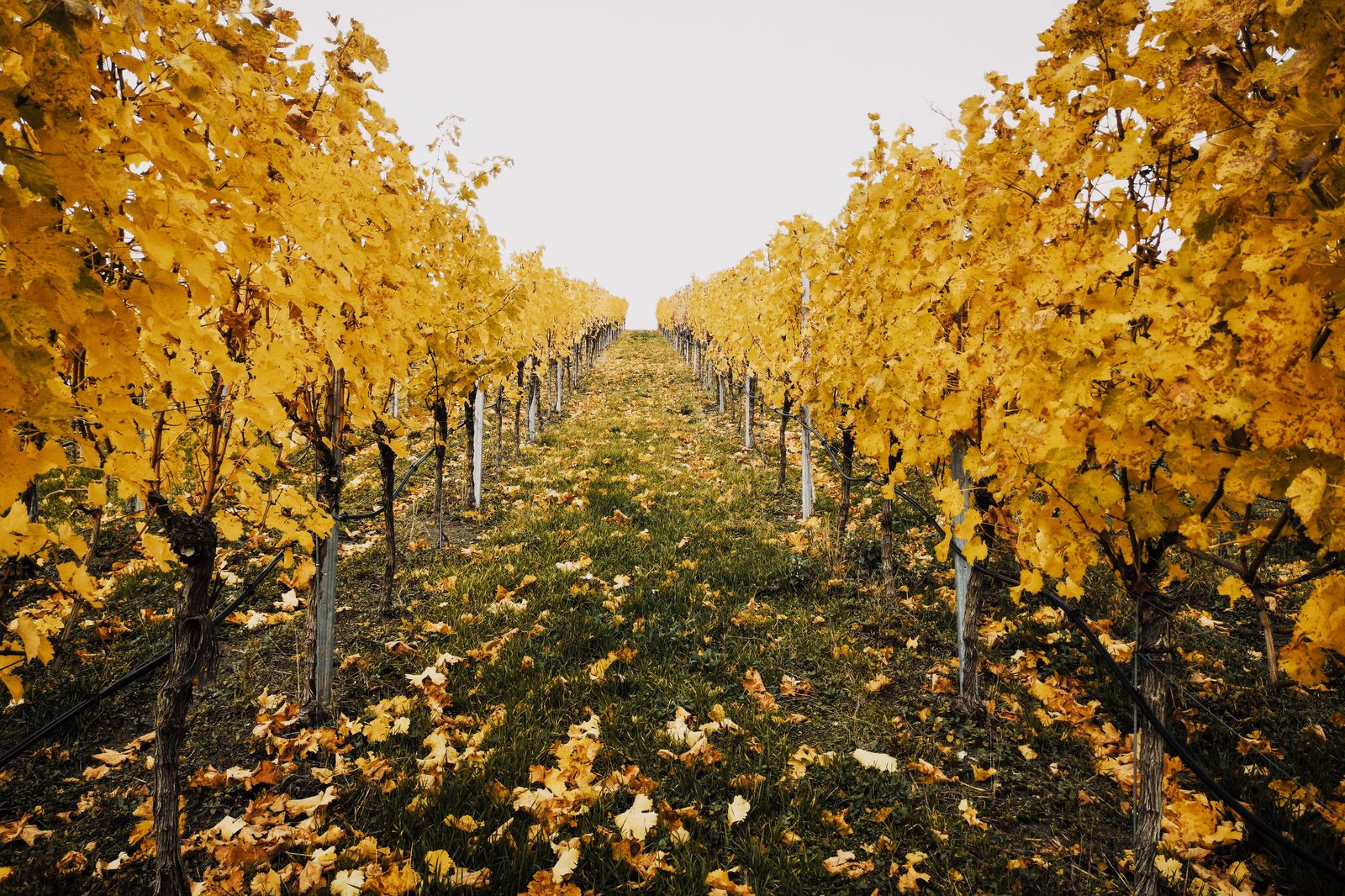 Autumn vineyard rows in Niagara, a common destination for Hamilton party bus days