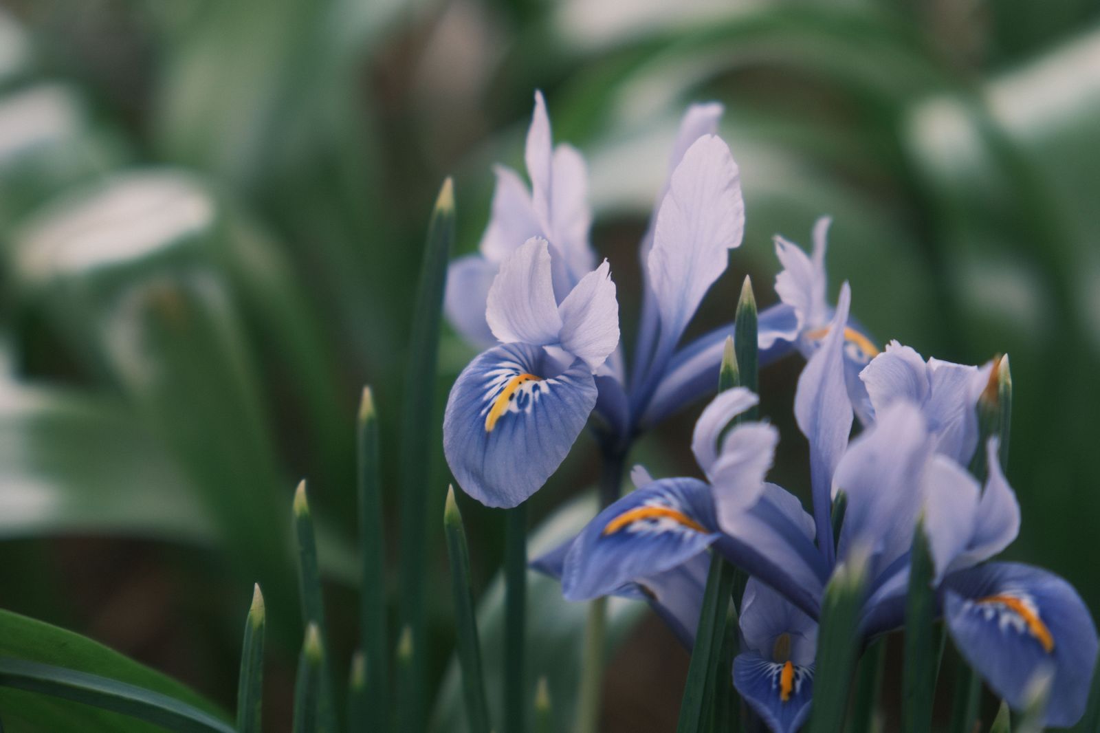 Irises in bloom in a formal garden bed, the late-spring highlight at Laking Garden