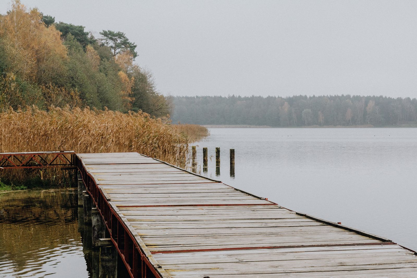 A wooden boardwalk crossing a marsh with autumn trees, similar to the trails around Cootes Paradise