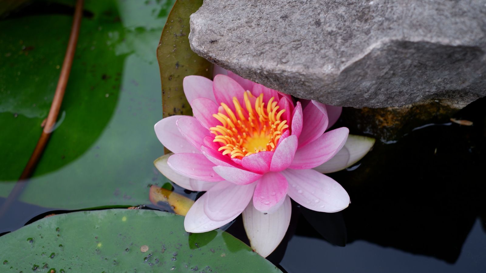 Royal Botanical Gardens visit guide