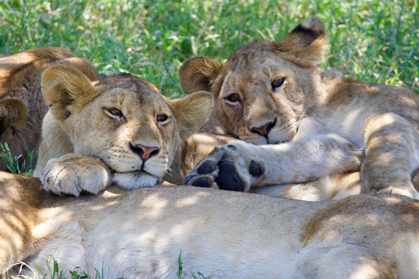 A lion resting in the shade of long grass, one of the animals seen from the reserves