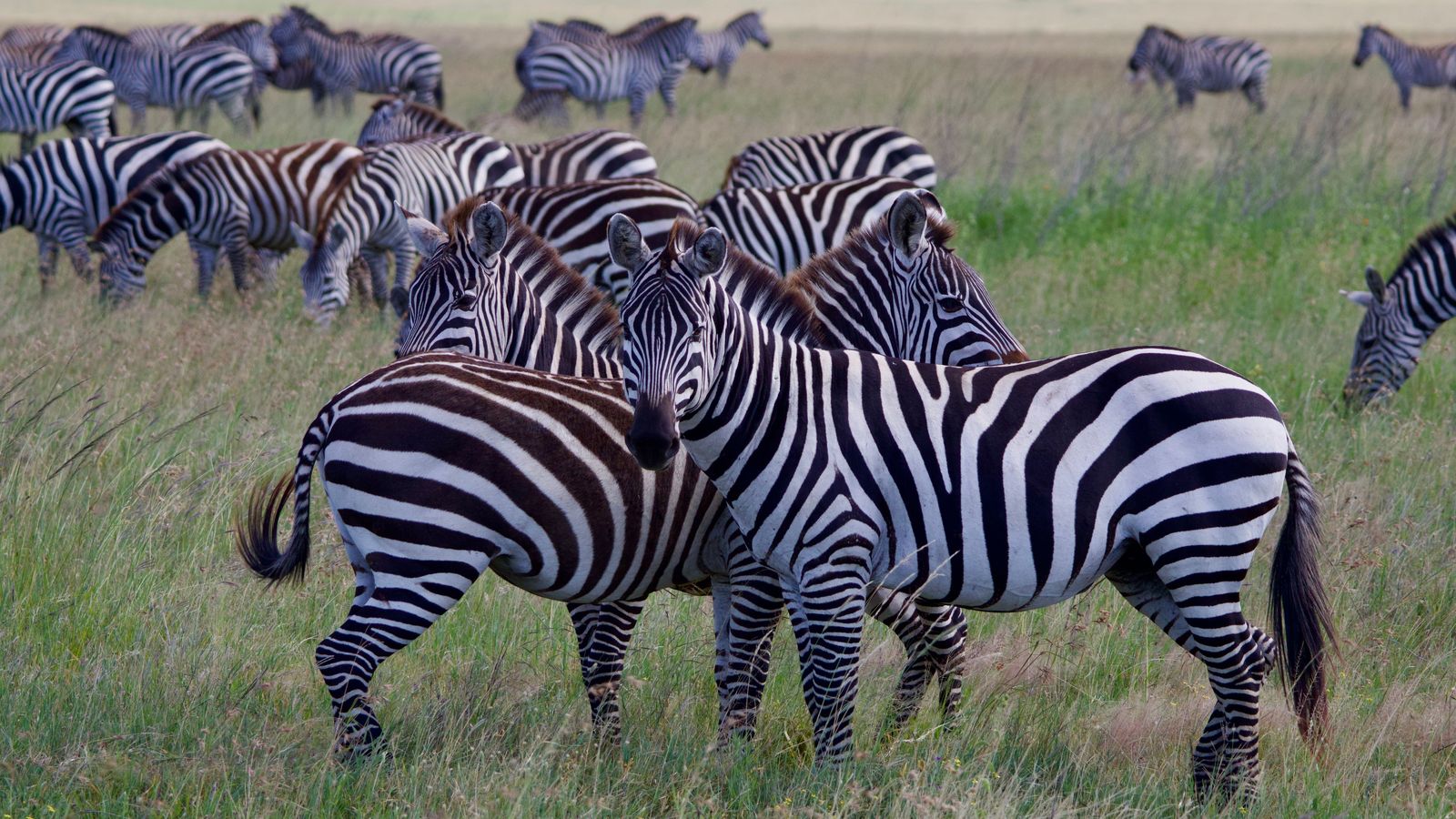Hamilton to African Lion Safari