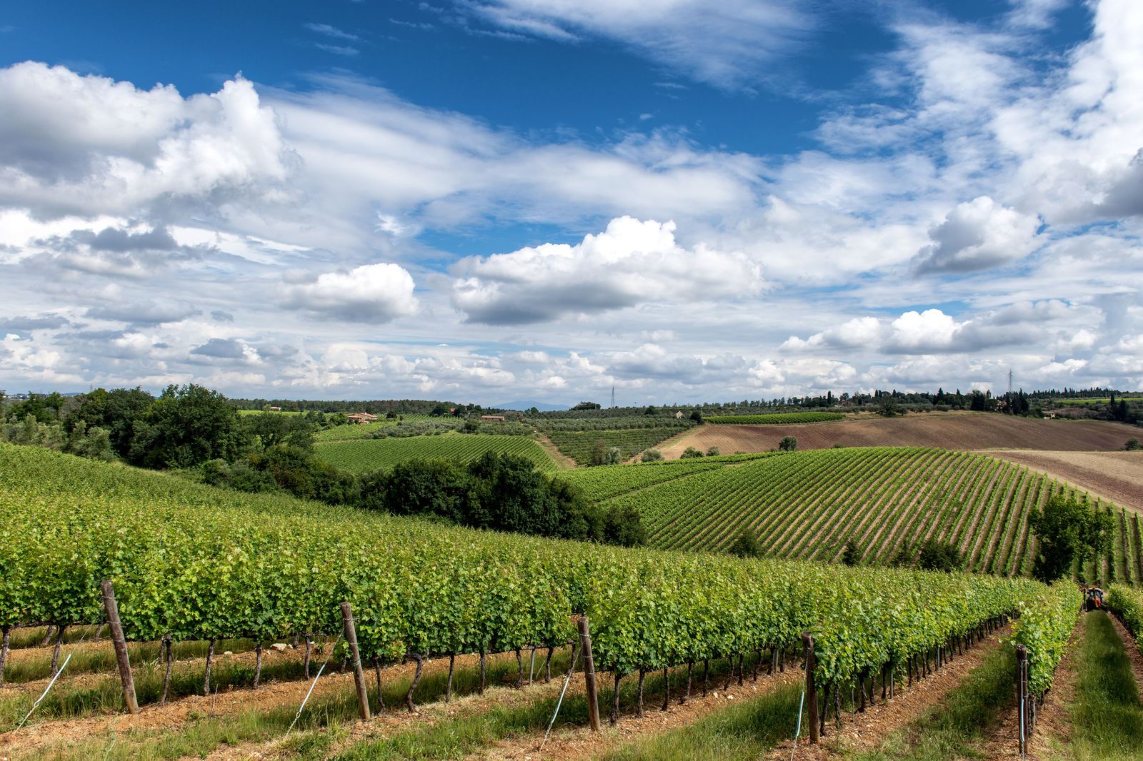Vineyard rows in summer sunshine