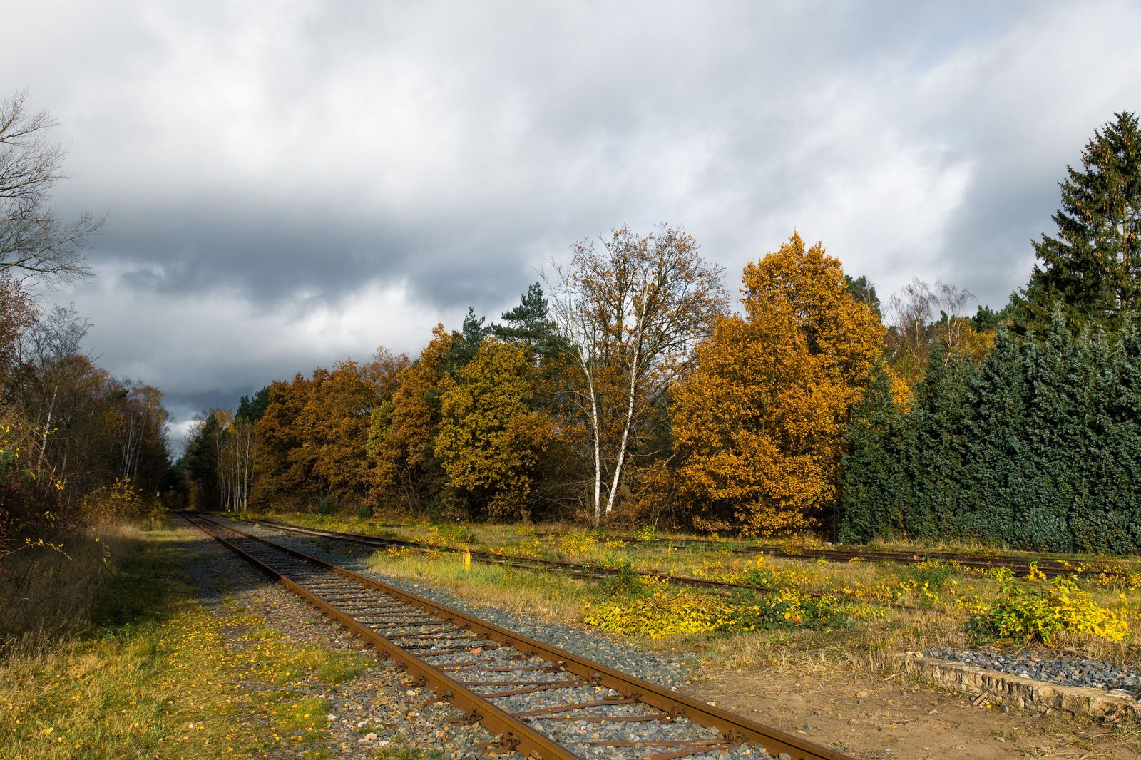 Railway tracks curving through autumn trees near Hamilton