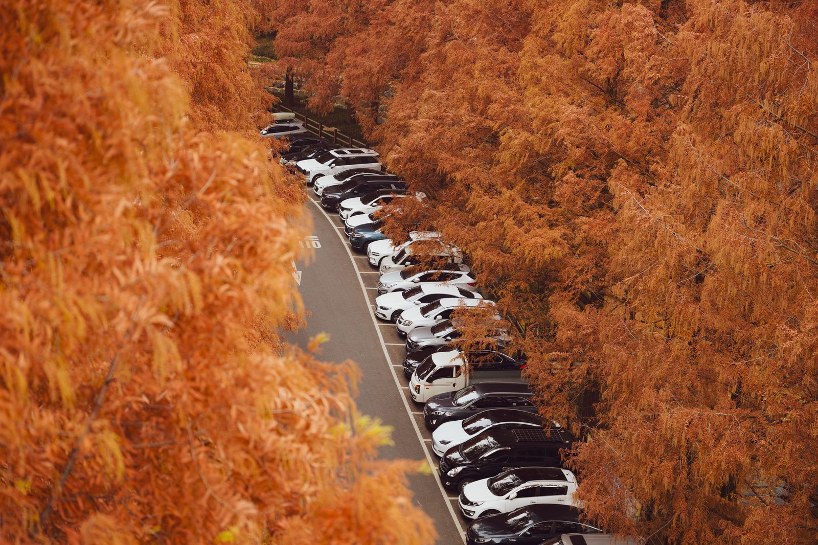 A full parking lot among trees at a busy conservation area on a sunny weekend