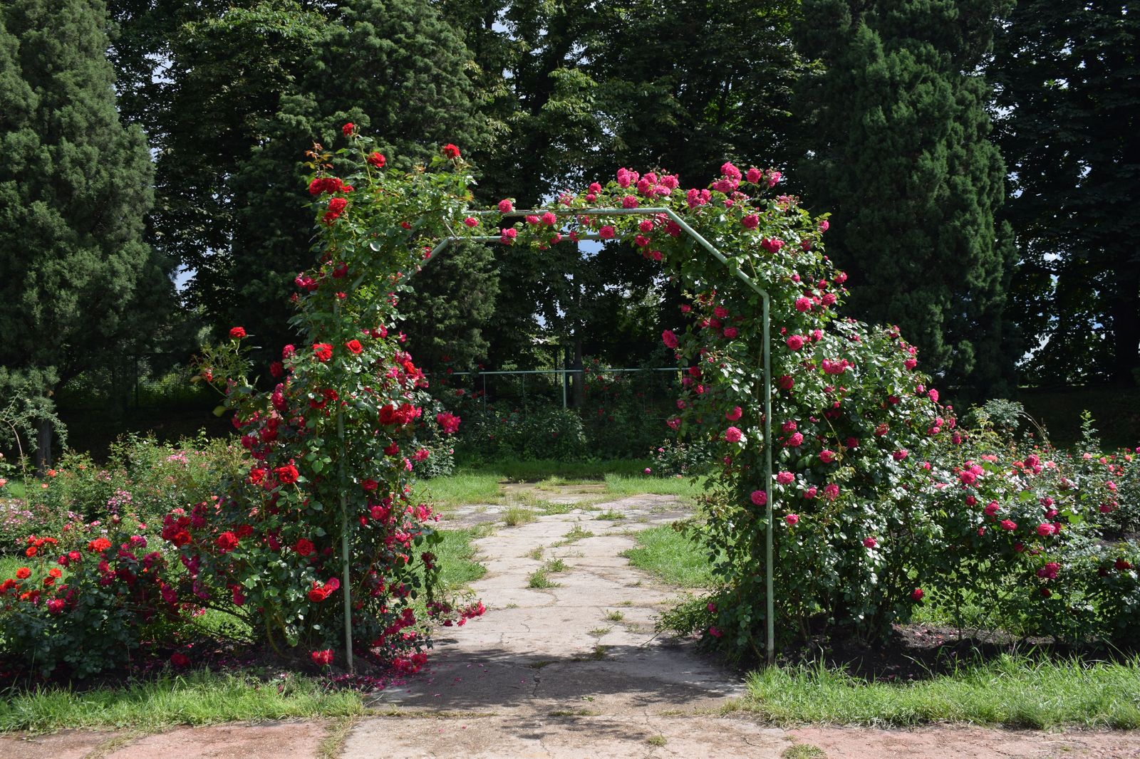 A garden path in bloom in early summer, a favourite stop for wedding photos between Burlington and Hamilton.