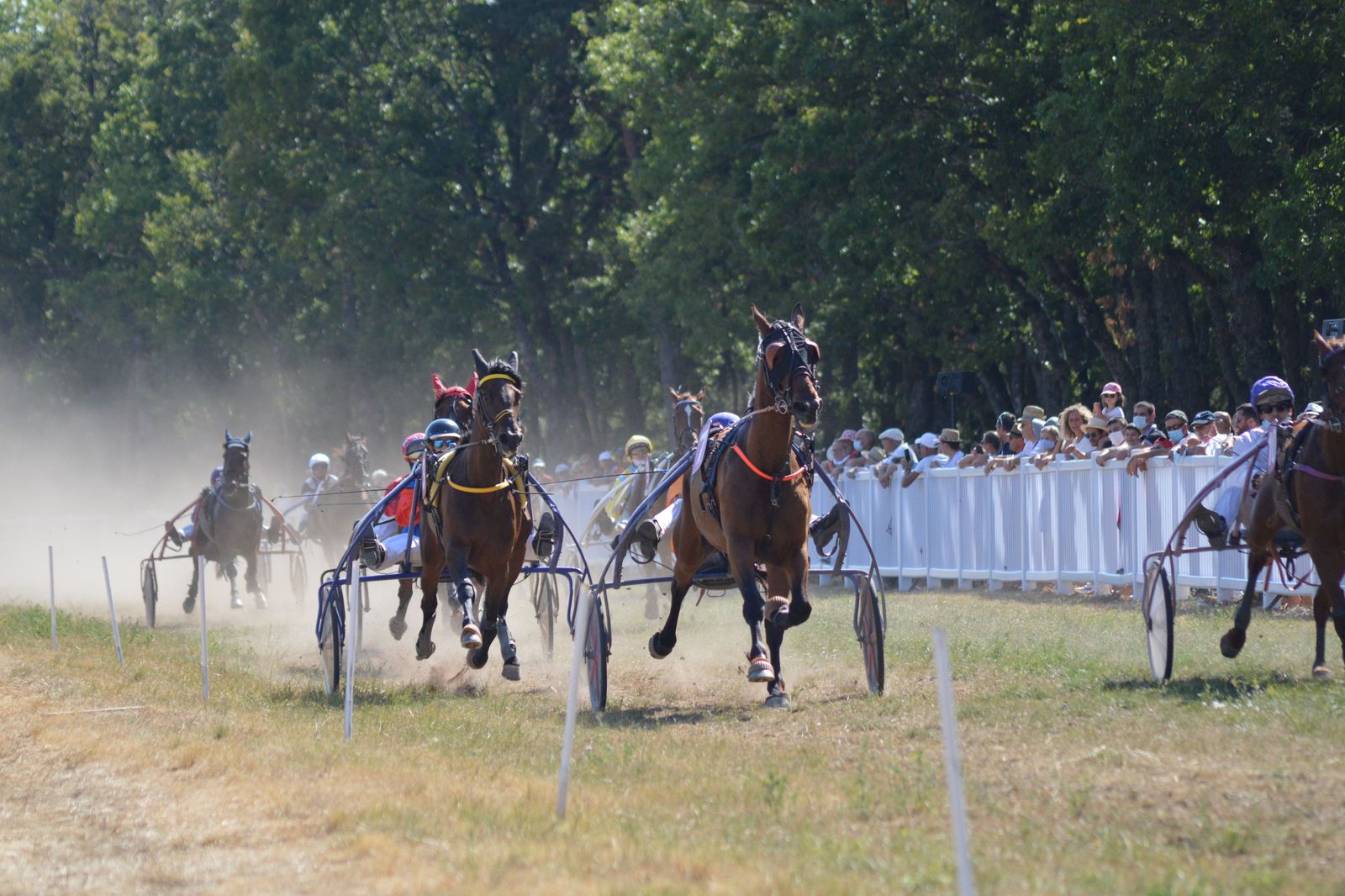 Harness racing under the lights, a favourite night out for groups near Campbellville.
