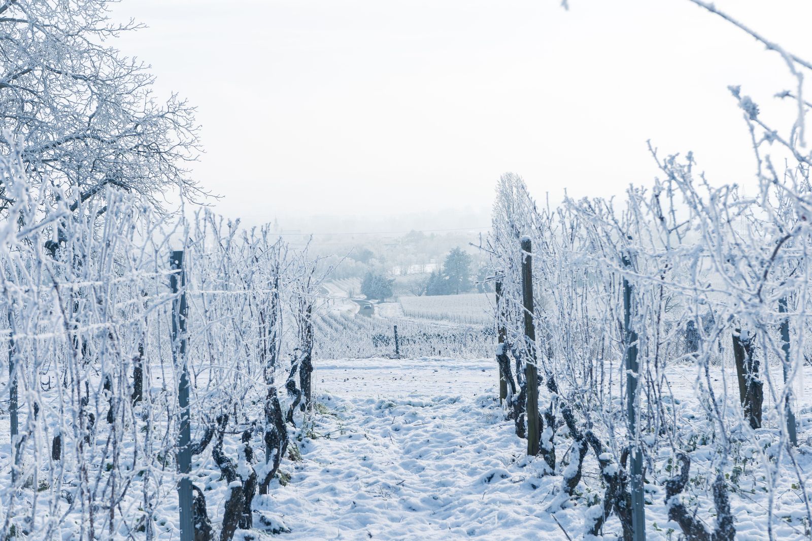 Frozen grapes on the vine, the start of Niagara's icewine season each winter.