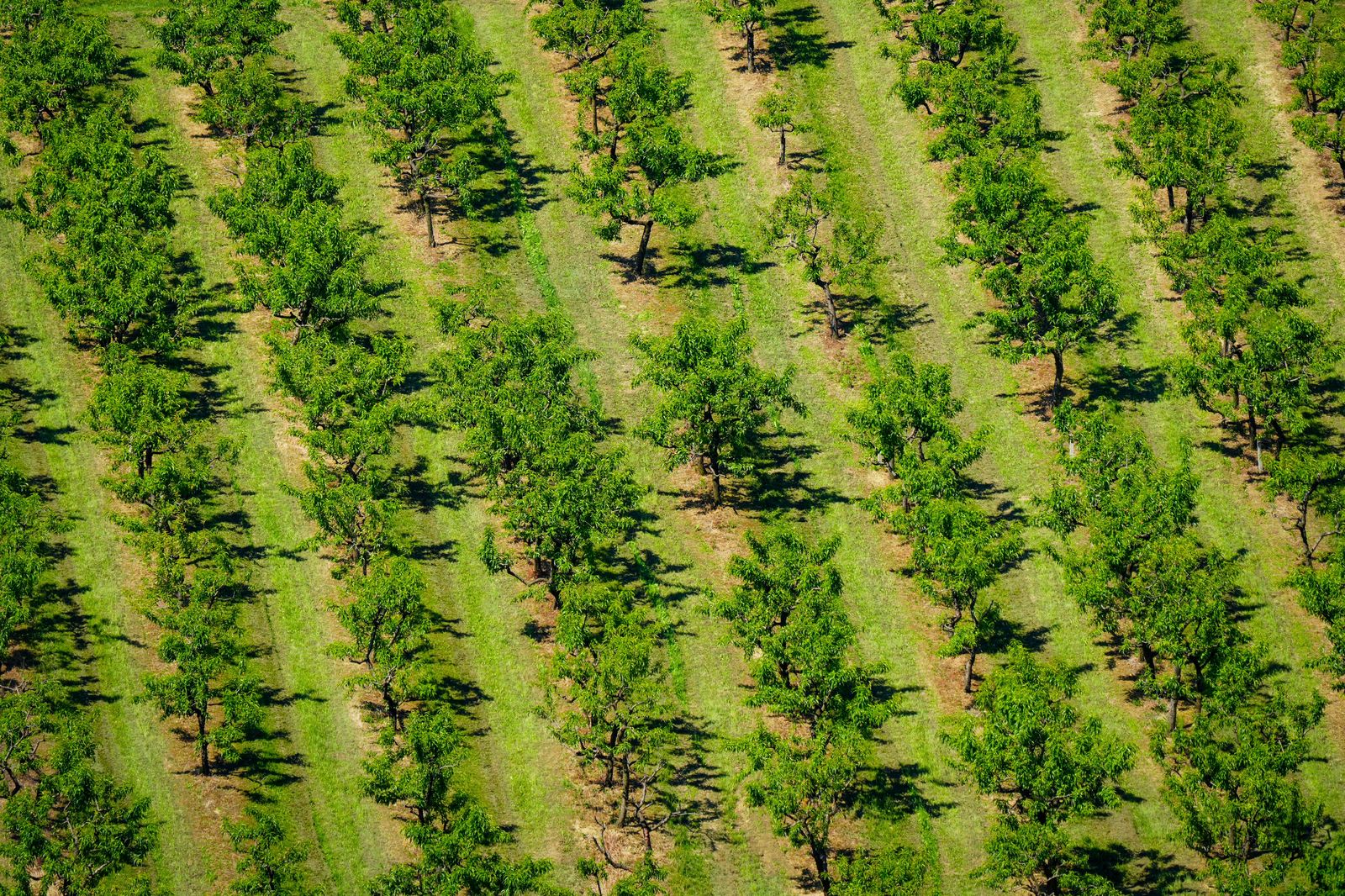Rows of crops on a Norfolk County farm in summer, the landscape on the drive south from Hamilton.