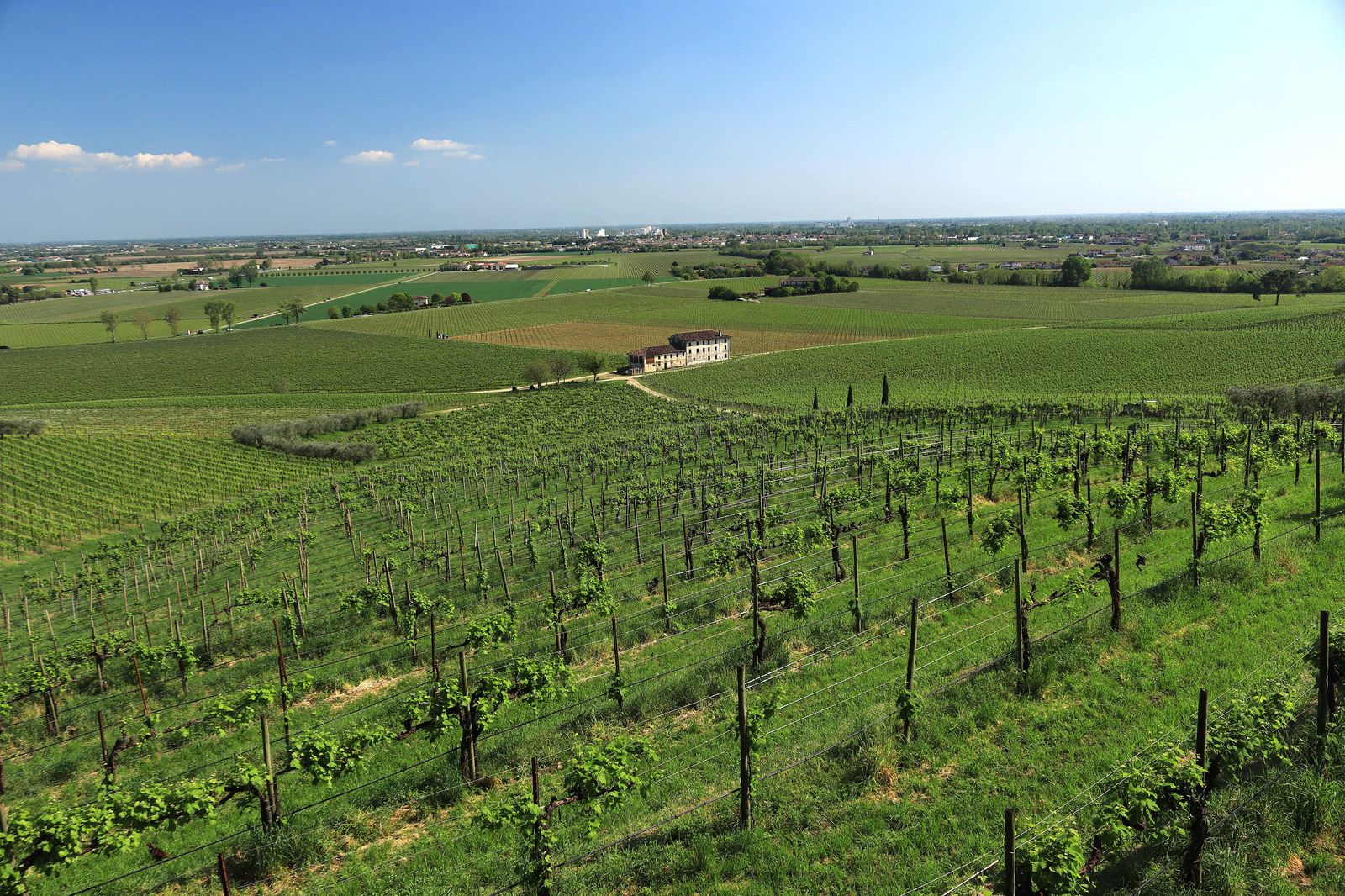 Vineyard rows below the escarpment east of Stoney Creek, where wine tours begin.