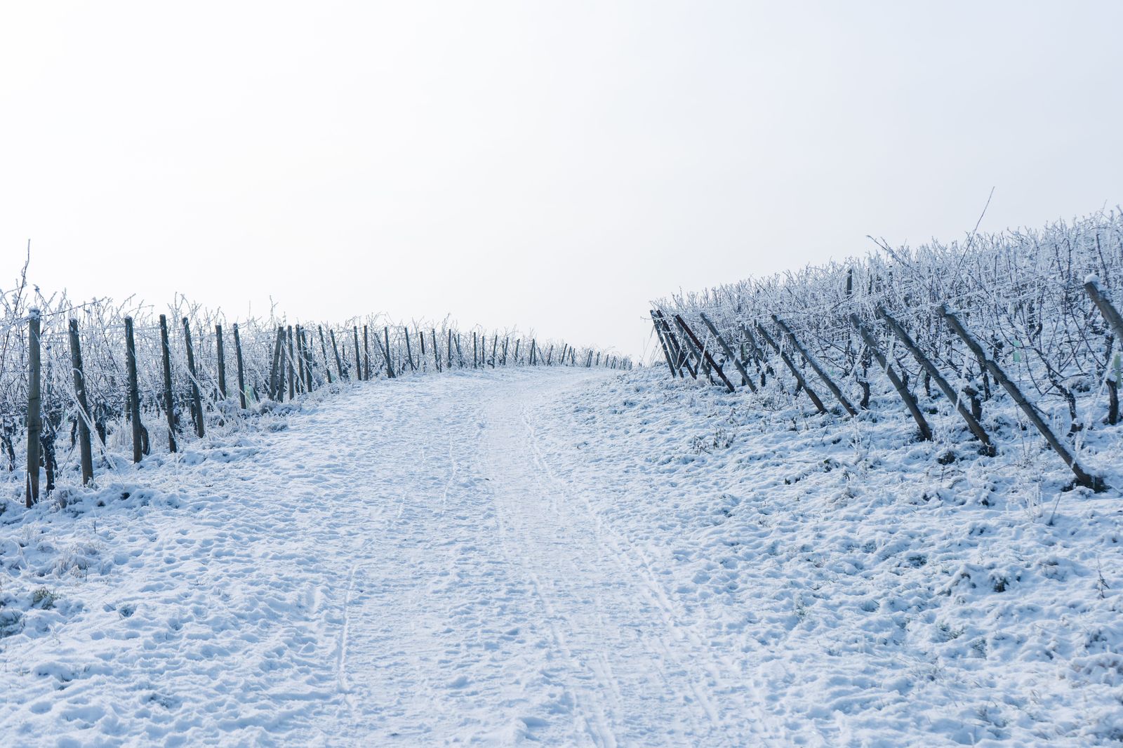 Frozen grapes on snowy vines in a Niagara vineyard during Icewine season