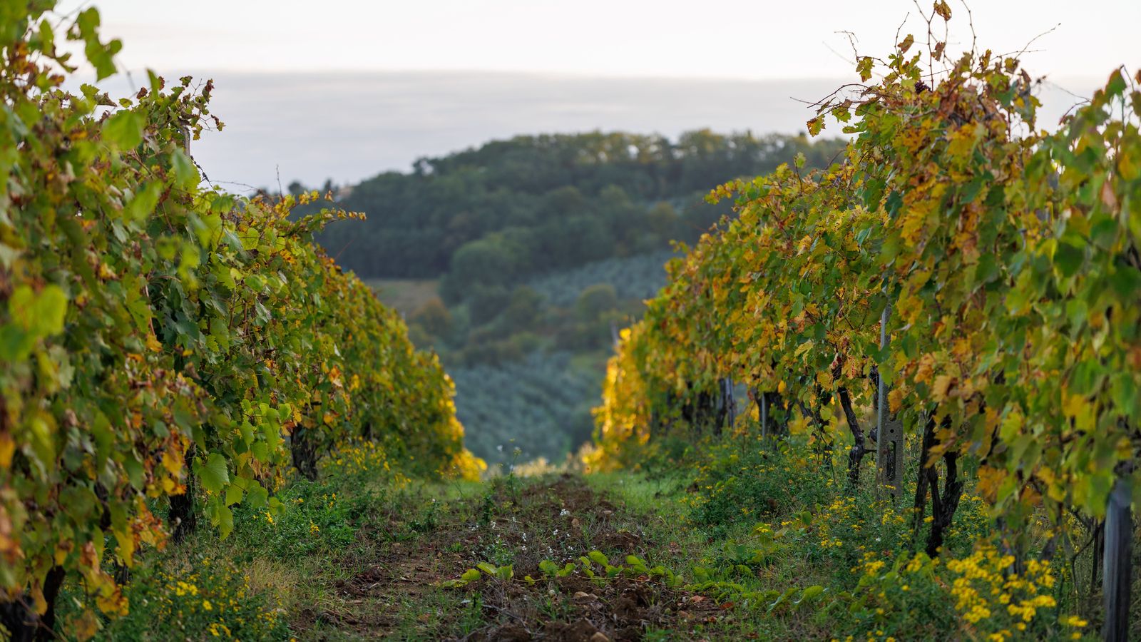 Niagara Grape & Wine and Icewine festivals