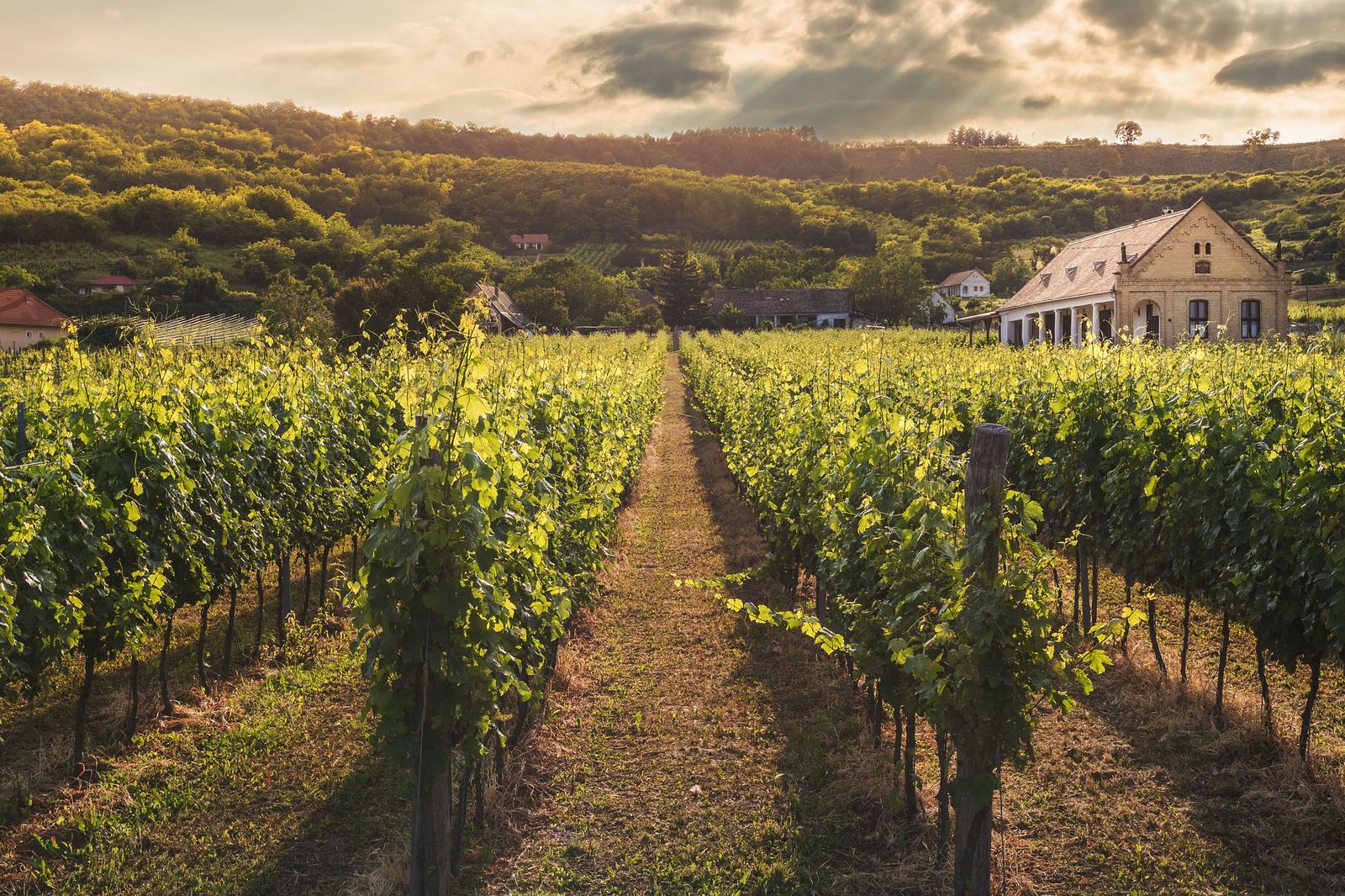 Vineyard rows at sunset in Niagara-on-the-Lake, a short drive from the Old Town inns