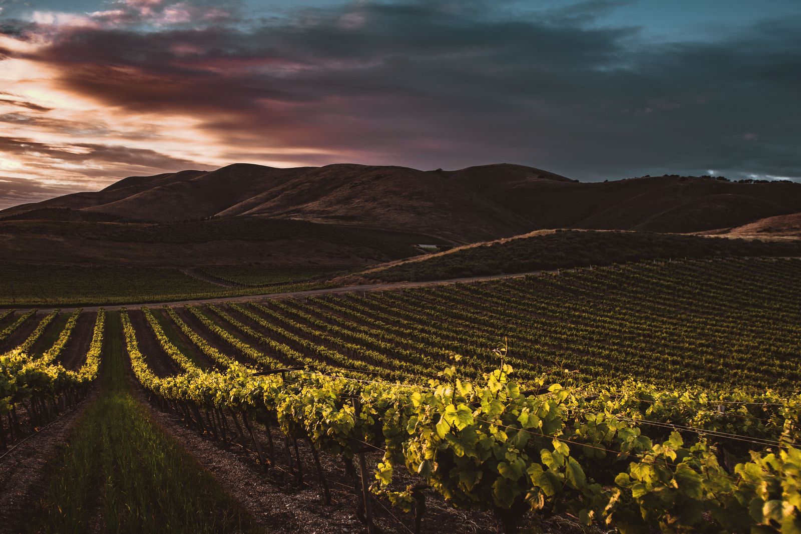 Vineyard rows at sunset on the wine route between Hamilton and Niagara Falls