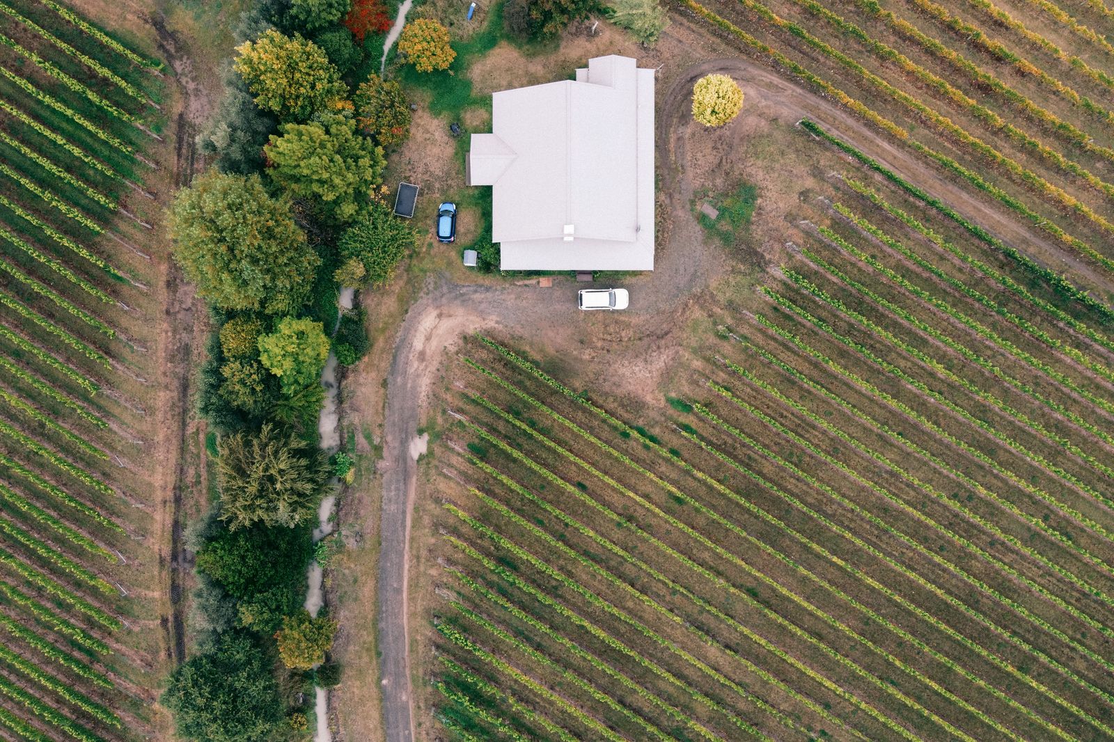 Vineyard rows in autumn colour in Niagara wine country