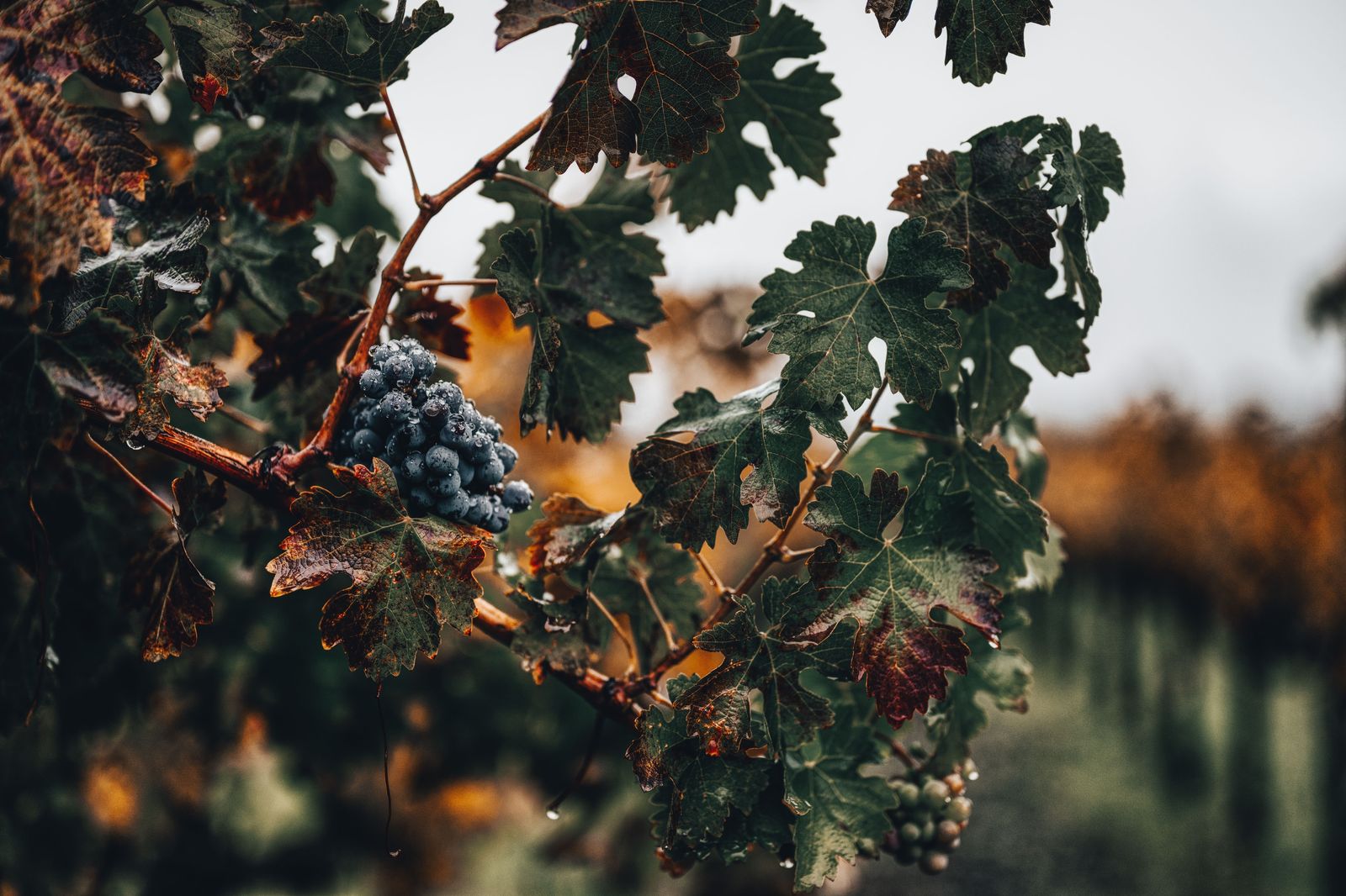 Frozen grapes hanging on the vine in winter, waiting for the Icewine harvest
