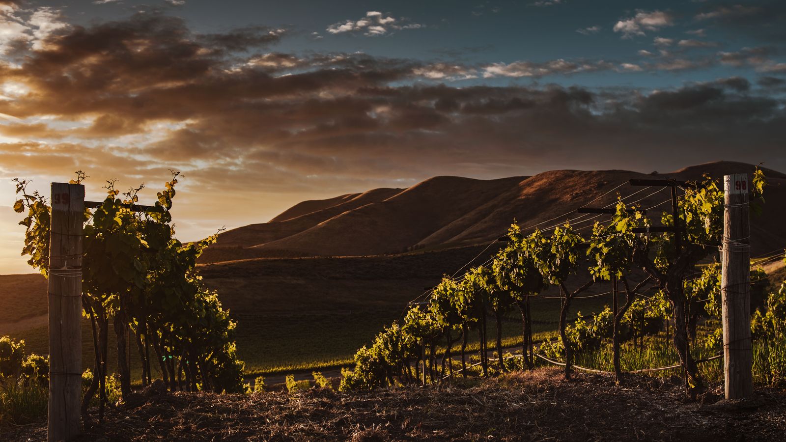 Niagara wine tours from Hamilton
