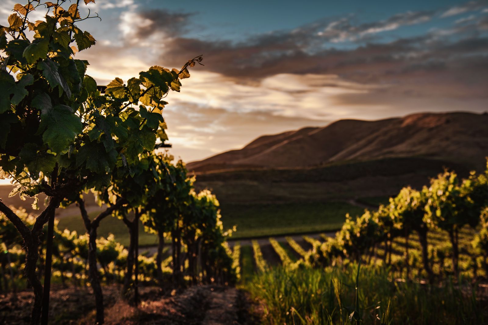 Vineyard rows at sunset on a Niagara wine country party bus day from Hamilton